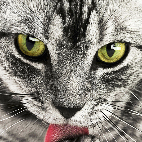 #Gatos